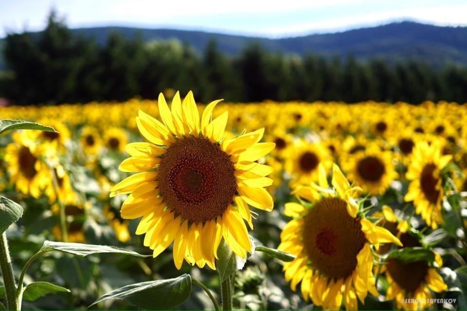 Lafare Le Grand Jardin Bed & Breakfast エクステリア 写真